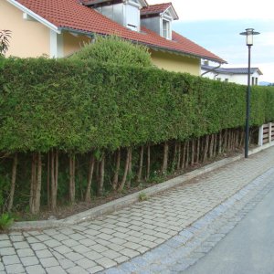 Vorher   Nachher